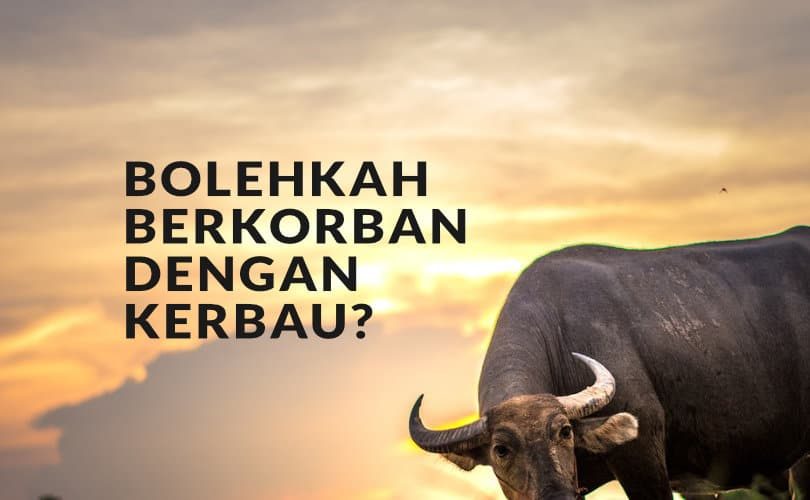 Bolehkah Berkurban dengan Kerbau?
