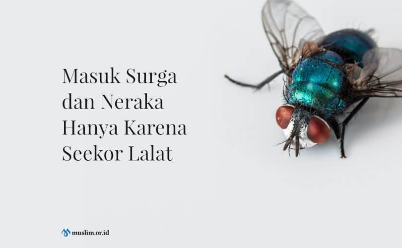 Masuk Surga dan Neraka Hanya Karena Seekor Lalat