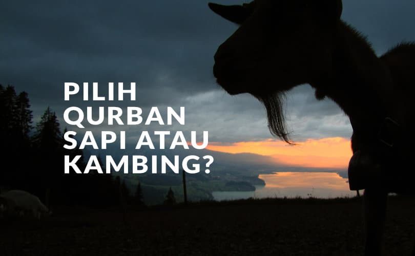 Pilih Qurban Sapi atau Kambing?