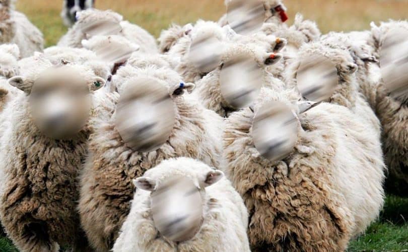 Kambing, Walaupun Telah Terbang